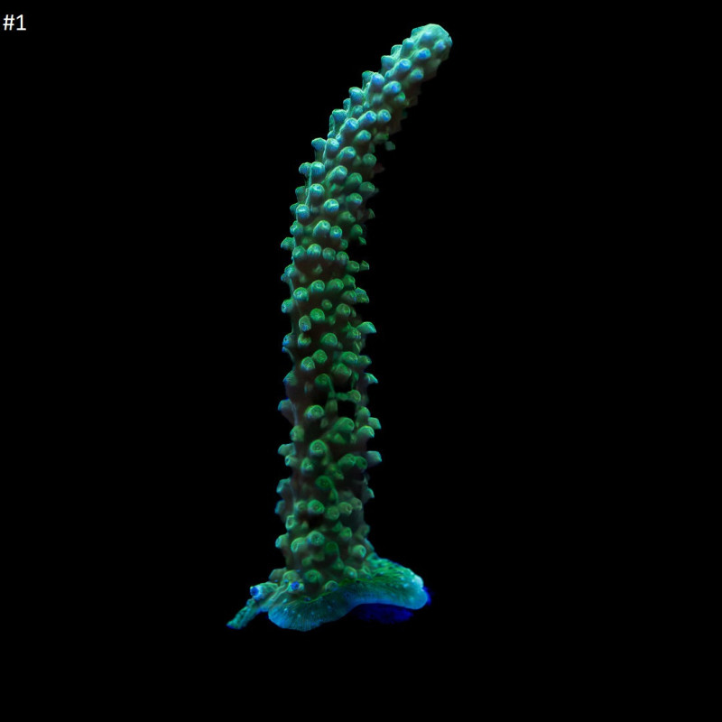 Acropora Divaricata III