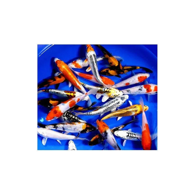 Carpa Koi - Seleção 7-8cm