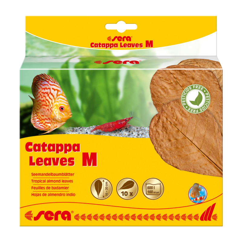 Sera Catappa Leaves M 16-20cm
