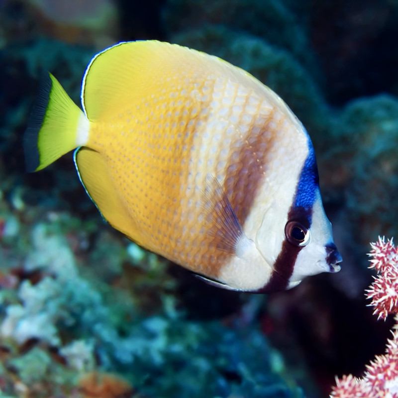 Chaetodon kleinii Chaetodon kleinii