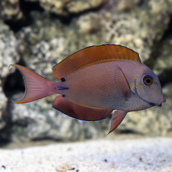 Acanthurus nigrofuscus - Lavender Tang Acanthurus nigrofuscus - Lavender Tang