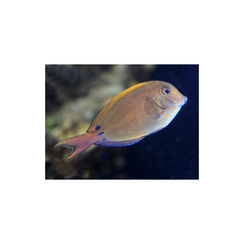 Acanthurus nigrofuscus - Lavender Tang