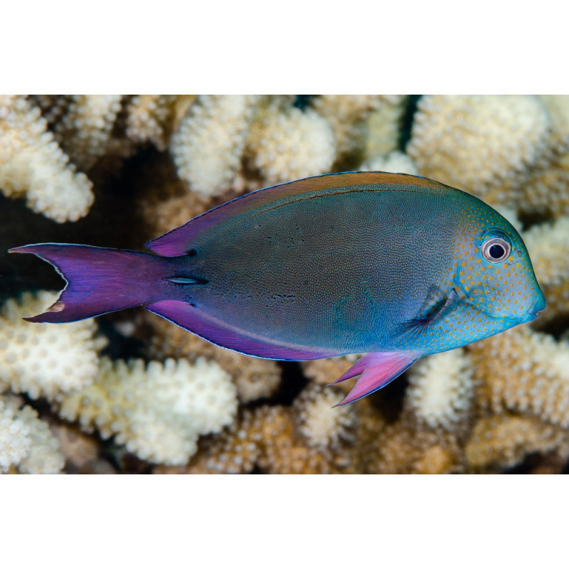 Acanthurus nigrofuscus - Lavender Tang