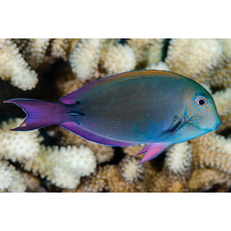 Acanthurus nigrofuscus - Lavender Tang - AquaOrinoco