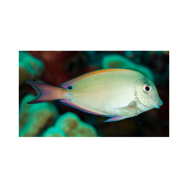 Acanthurus nigrofuscus - Lavender Tang