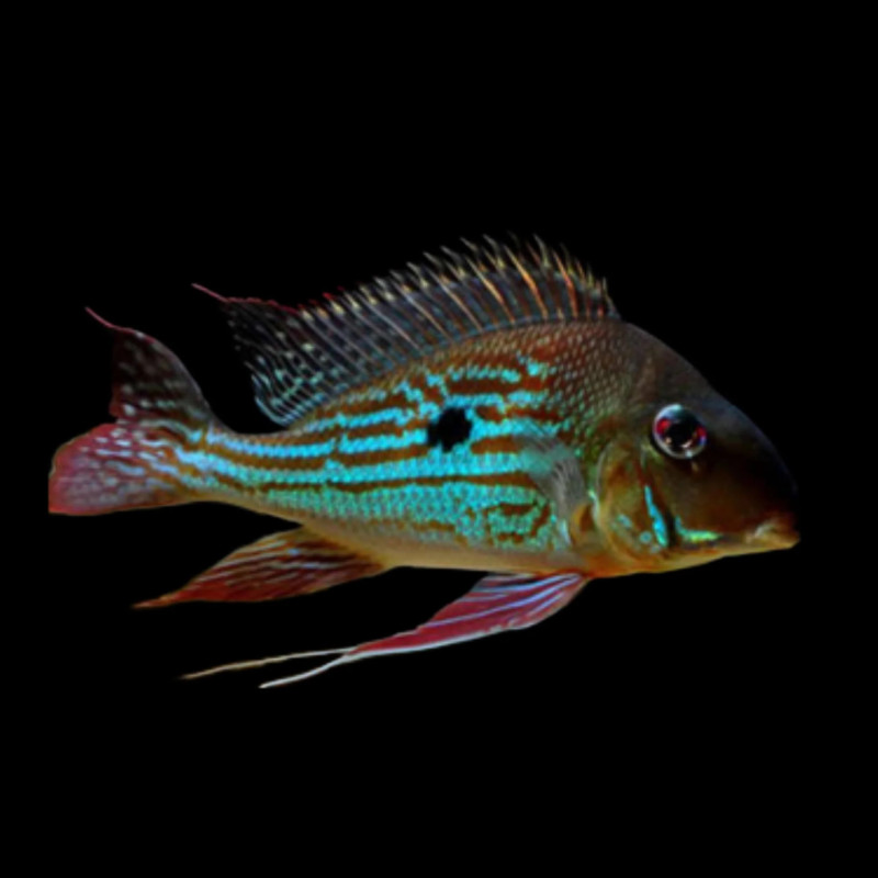 Geophagus winemilleri 4-5cm