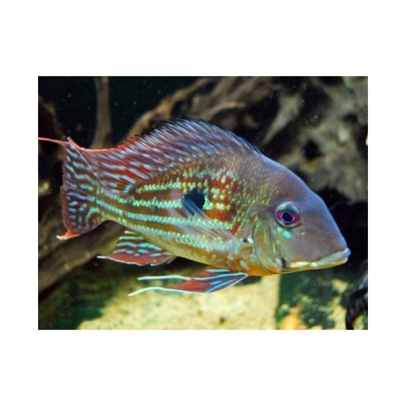 Geophagus winemilleri 4-5cm