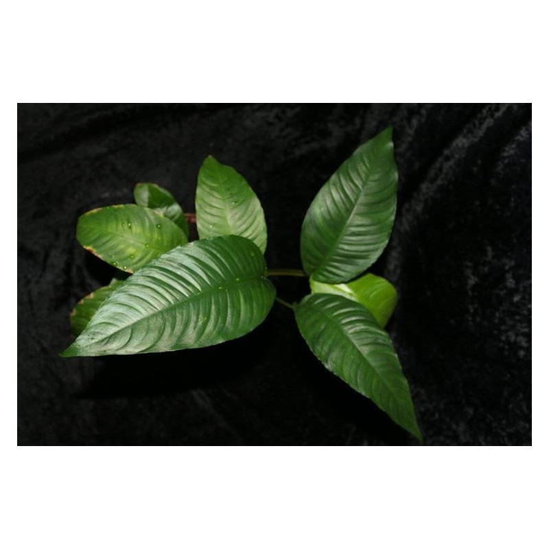 Anubias heterophylla