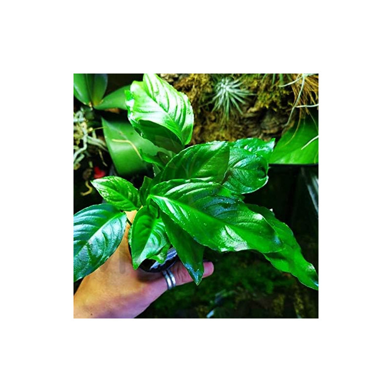 Anubias heterophylla