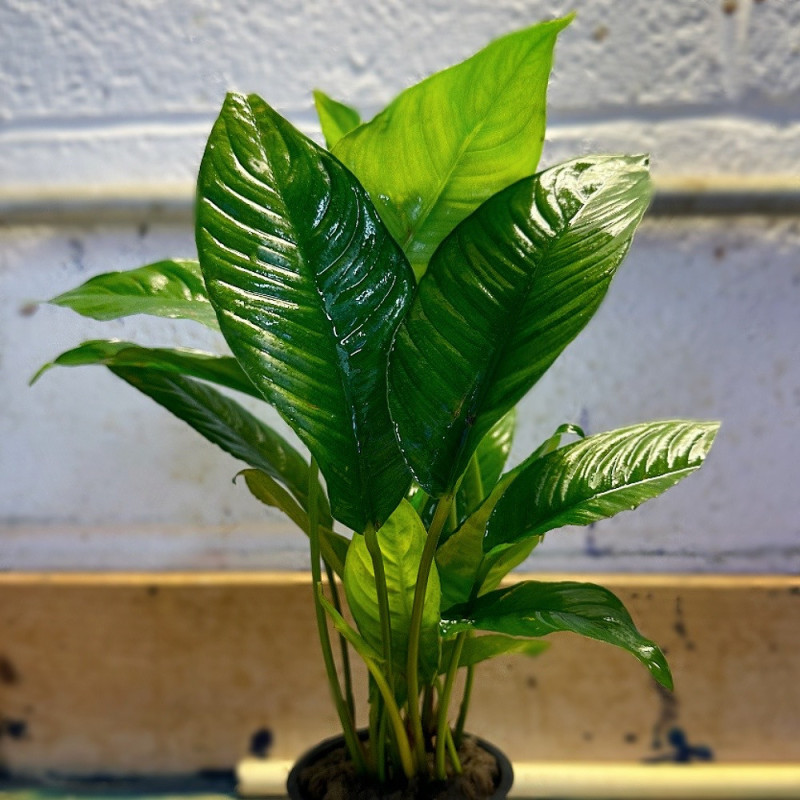 Anubias heterophylla