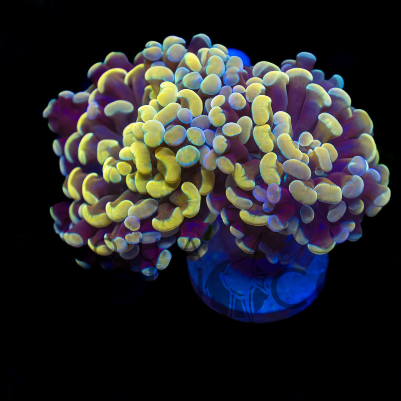 Euphyllia baliensis Yellowish WYSYWIG II