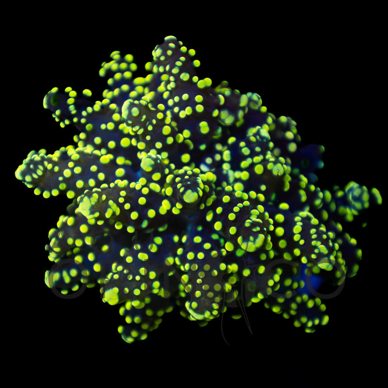 Euphyllia yaeyamaensis Blue