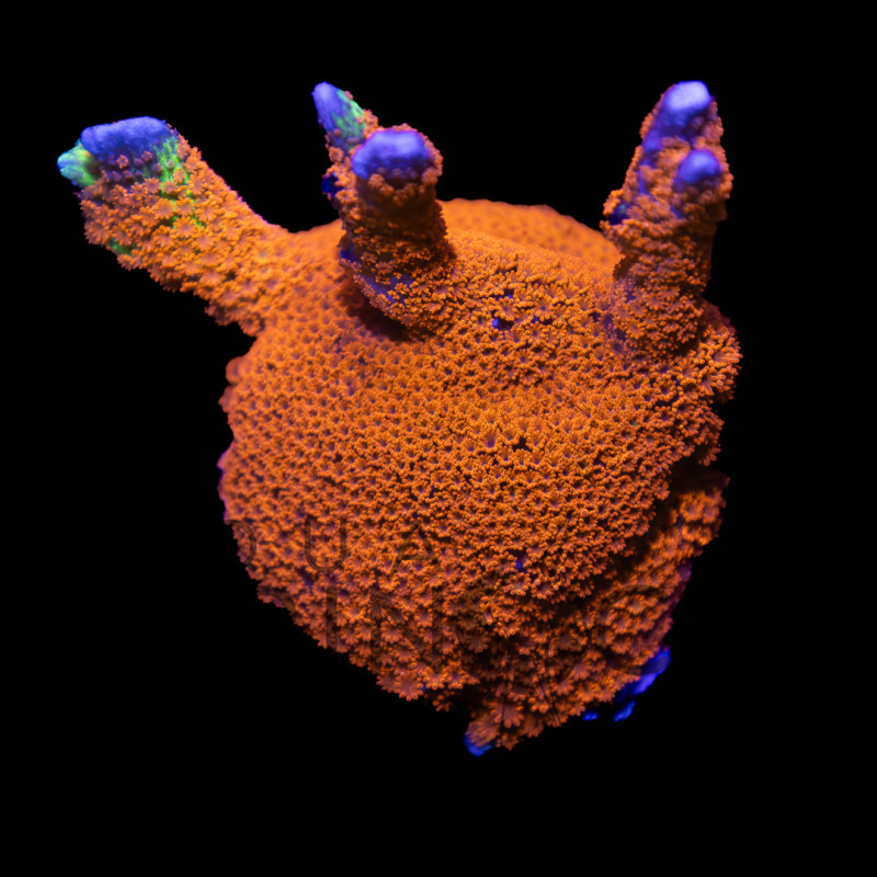 Montipora digitata Bubblegum WYSYWIG II