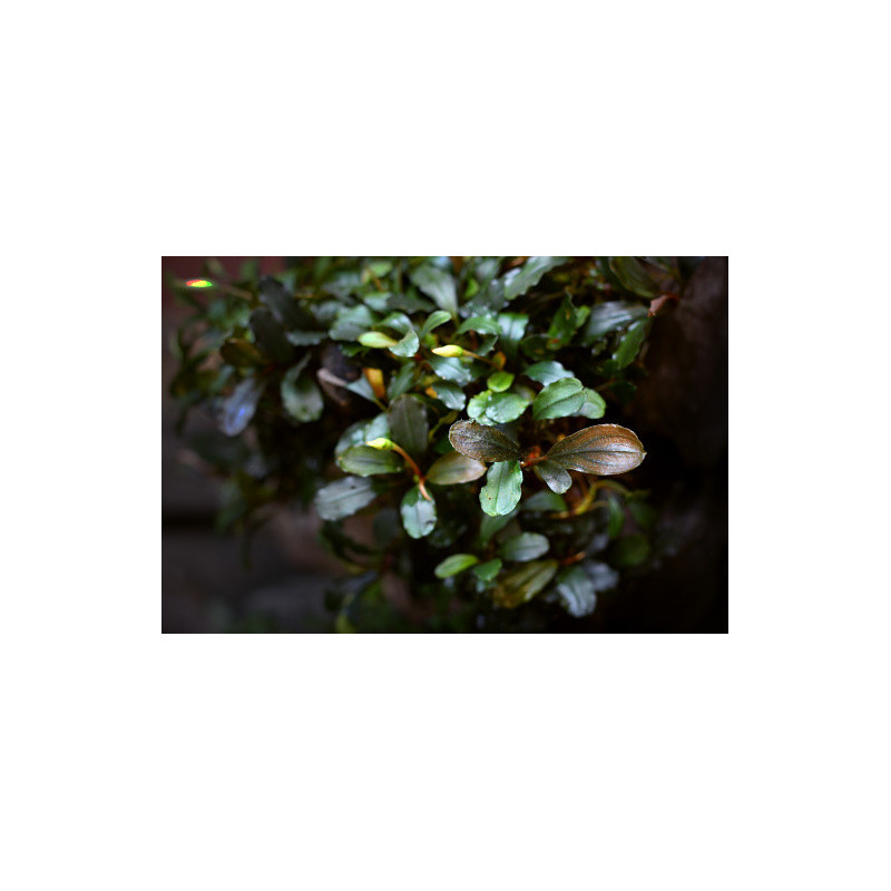 Bucephalandra sp. Marrónie aka Brownie