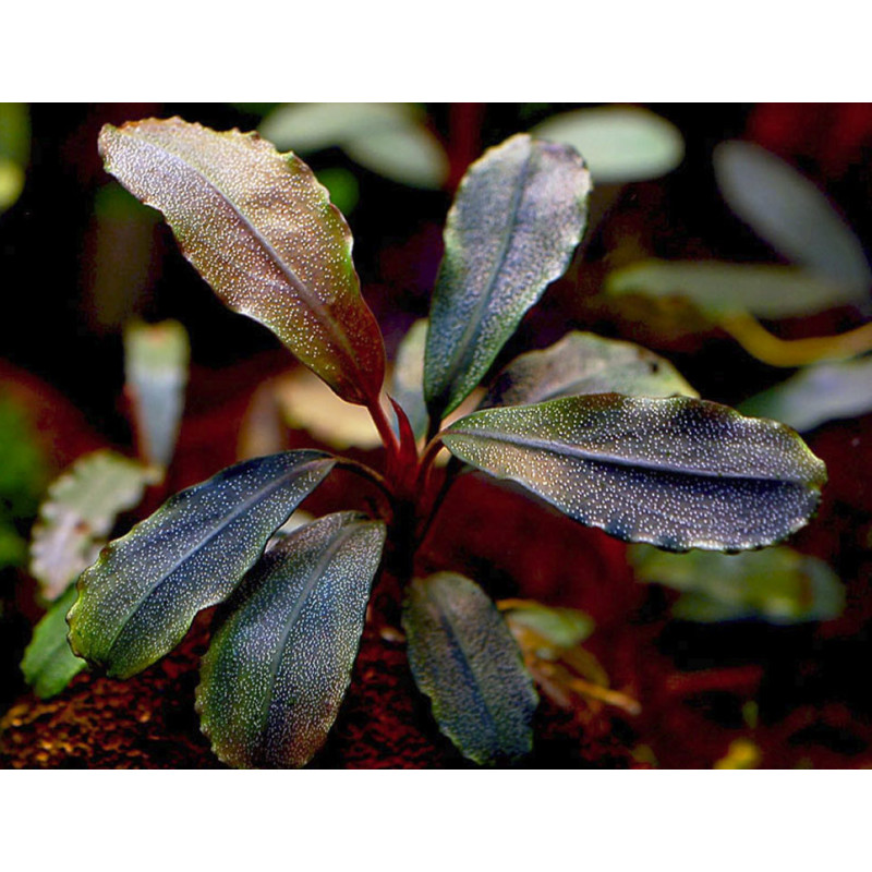 Bucephalandra sp. Marrónie aka Brownie