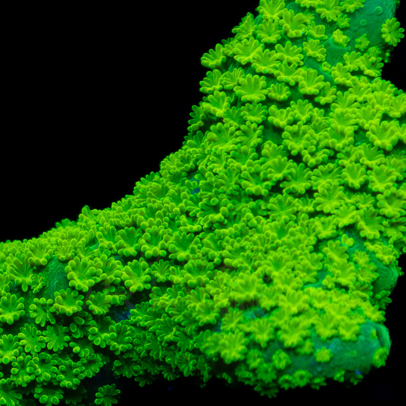 Montipora digitata Ultra Green  II