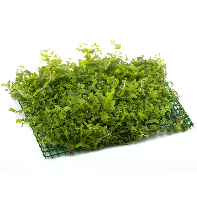 Micranthemum umbrosum Alfombra 16*11cm