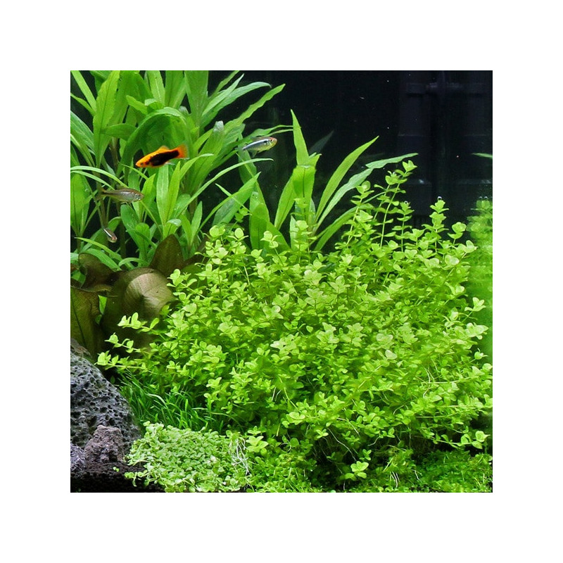 Micranthemum umbrosum Alfombra 16*11cm