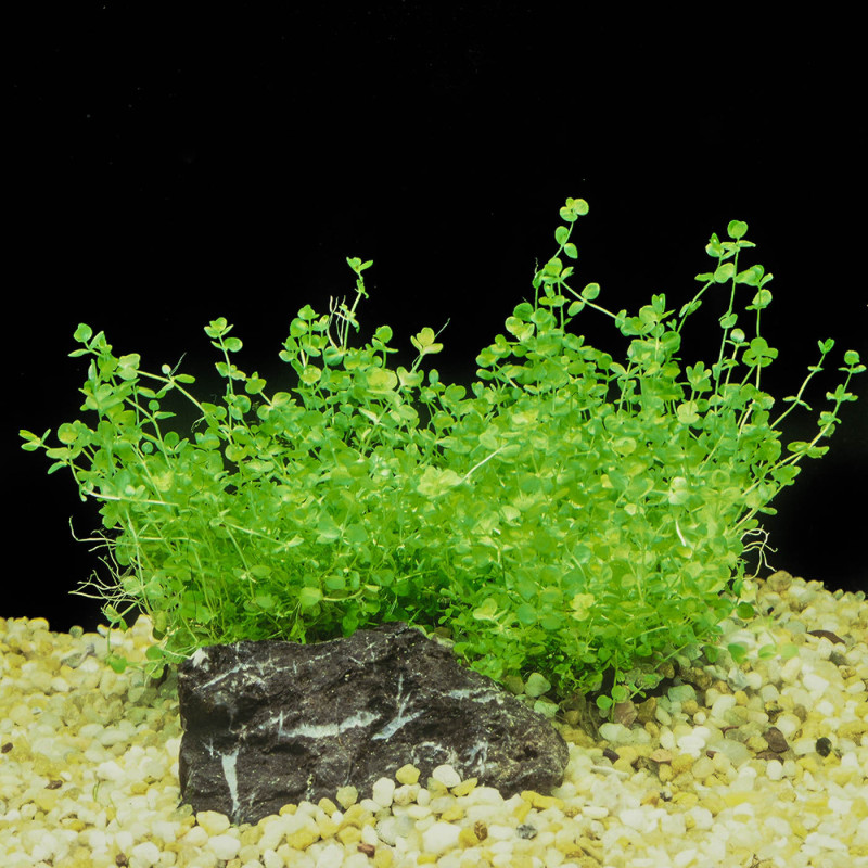 Micranthemum umbrosum Alfombra 16*11cm