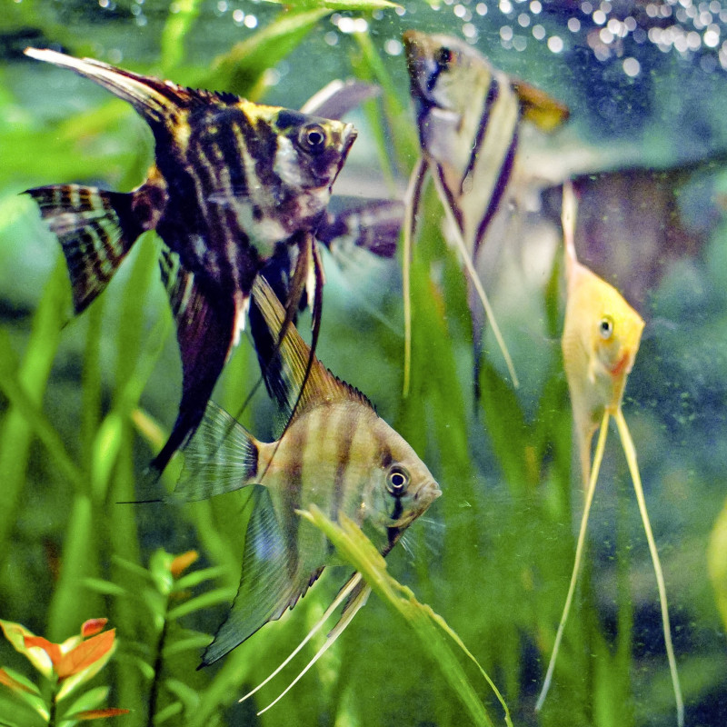 Escalar Sortido M - Pterophyllum scalare