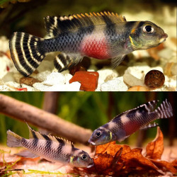 Nanochromis transvestitus Nanochromis transvestitus