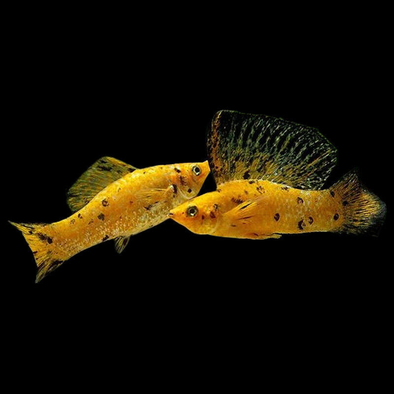 Molly Velifera Sortida - Poecilia velifera