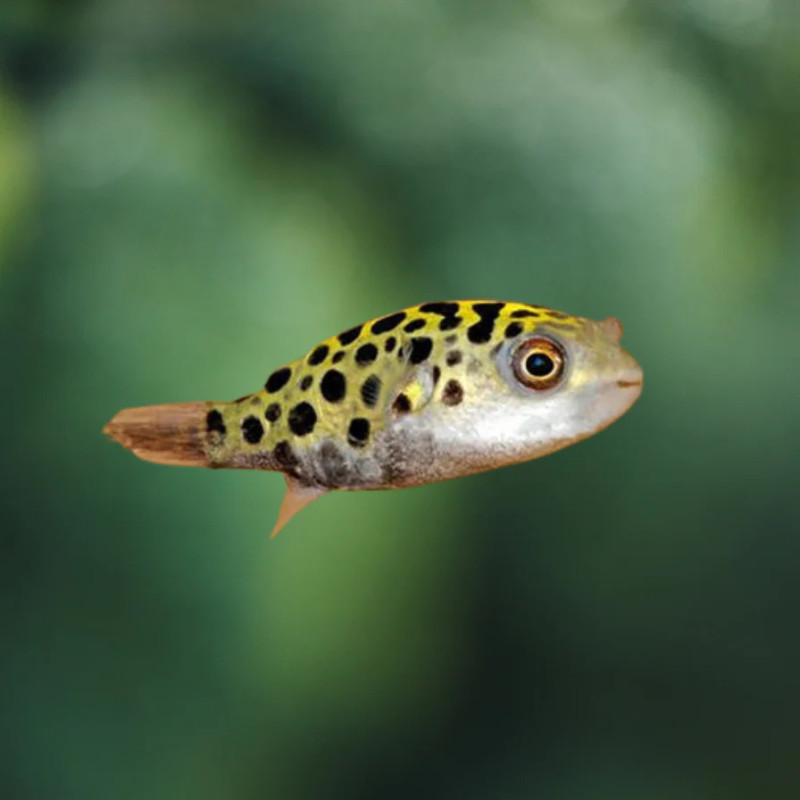 Tetraodon nigroviridis - Green Spotted Puffer 5-6 cm