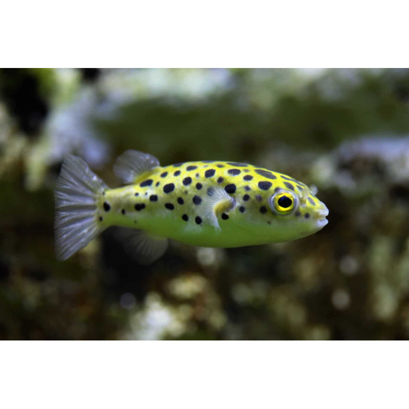 Tetraodon nigroviridis - Green Spotted Puffer 5-6 cm