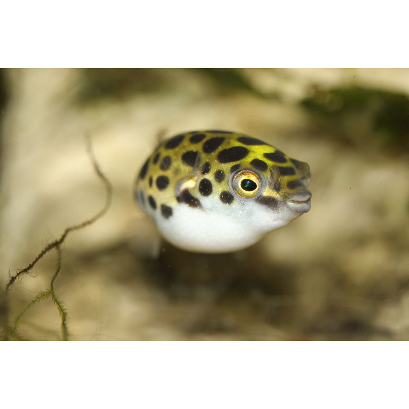 Tetraodon nigroviridis - Green Spotted Puffer Tetraodon nigroviridis - Green Spotted Puffer