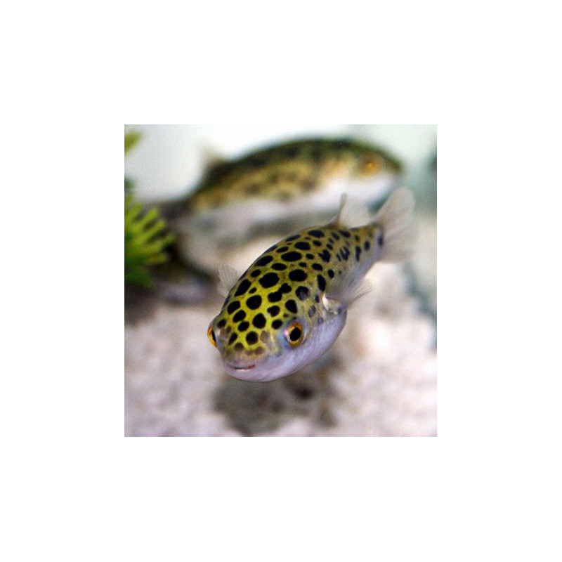 Tetraodon nigroviridis - Green Spotted Puffer 5-6 cm