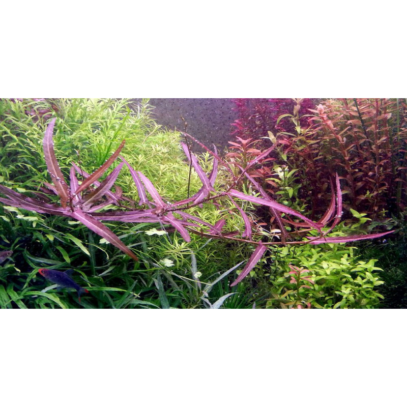 Persicaria praetermissa 'Rubra' Persicaria praetermissa 'Rubra'
