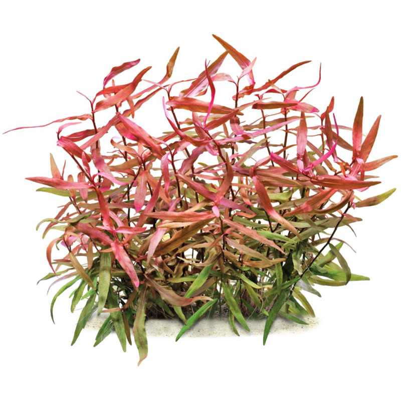 Persicaria praetermissa 'Rubra' Persicaria praetermissa 'Rubra'