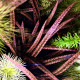 Cryptocoryne spiralis 'Tiger'
