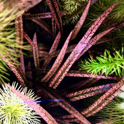 Cryptocoryne spiralis 'Tiger' Cryptocoryne spiralis 'Tiger'
