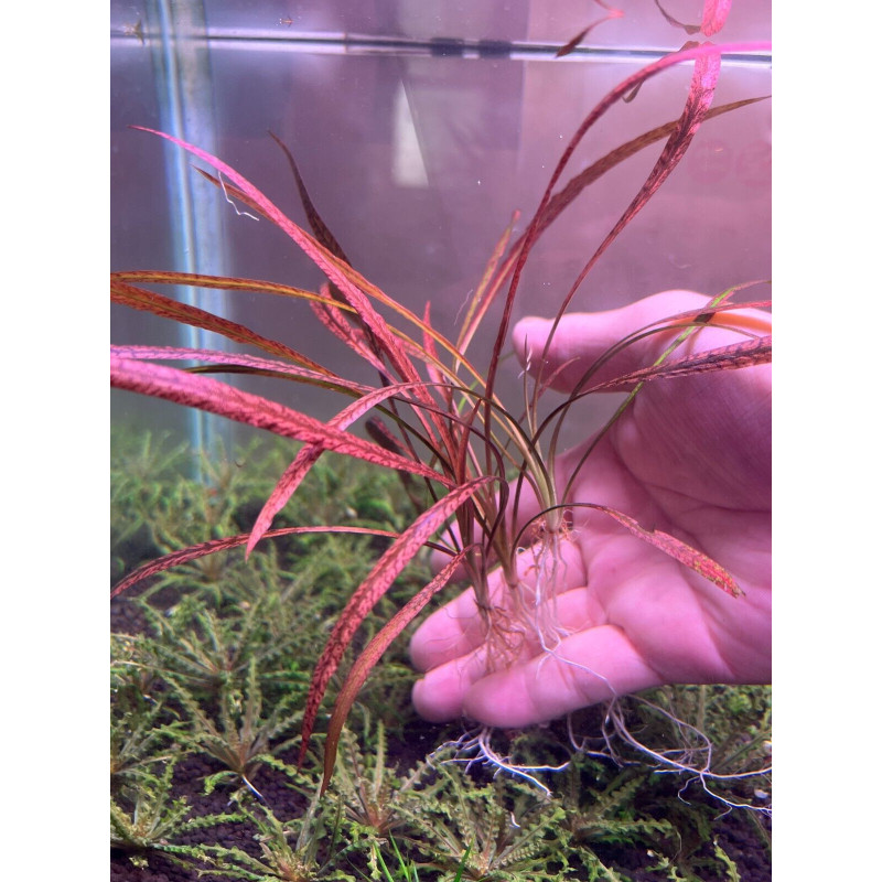 Cryptocoryne spiralis 'Tiger'