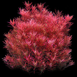 Rotala rotundifolia 'Blood Red' Rotala rotundifolia 'Blood Red'