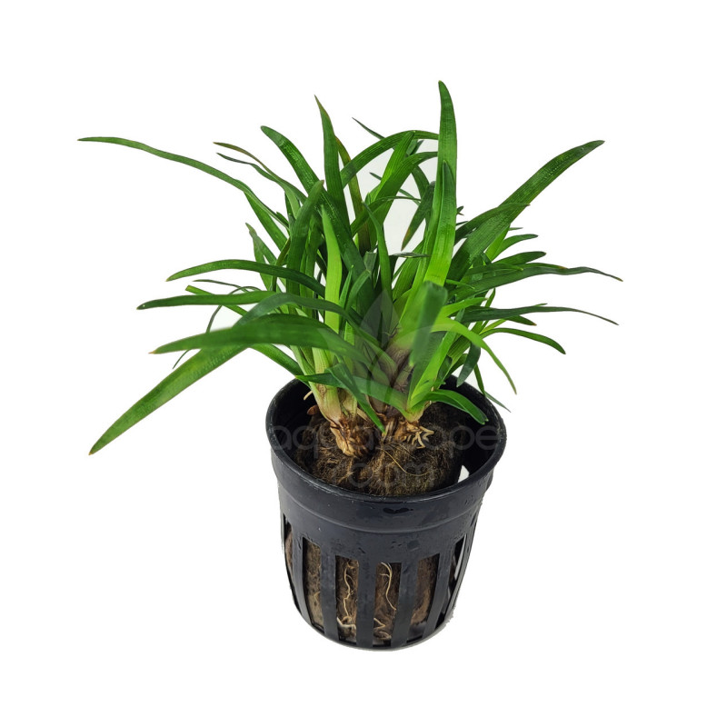 Eriocaulon 'Vietnam' Eriocaulon 'Vietnam'