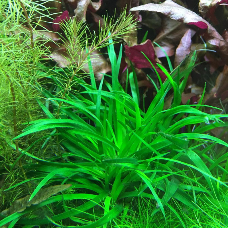 Eriocaulon 'Vietnam' Eriocaulon 'Vietnam'