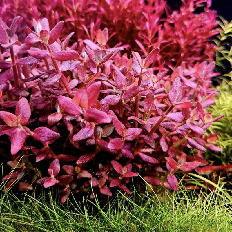 Bacopa salzmannii Purple