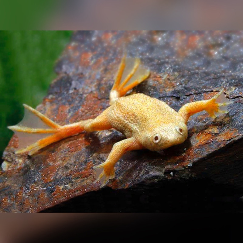 Hymenochirus sp. Golden African dwarf frog AquaOrinoco