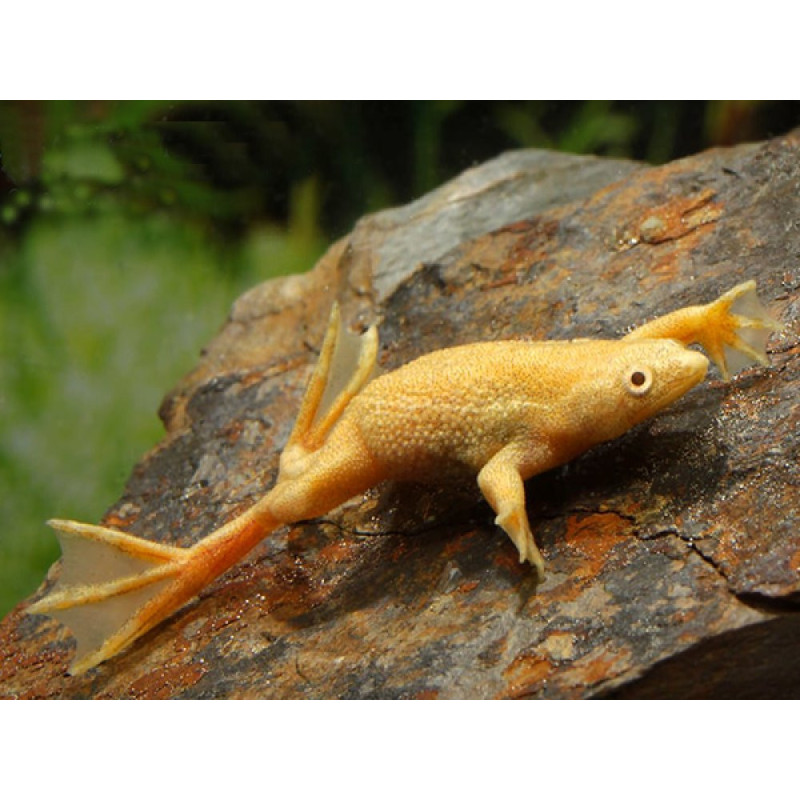 Hymenochirus sp. - Golden African dwarf frog Hymenochirus sp. - Golden African dwarf frog