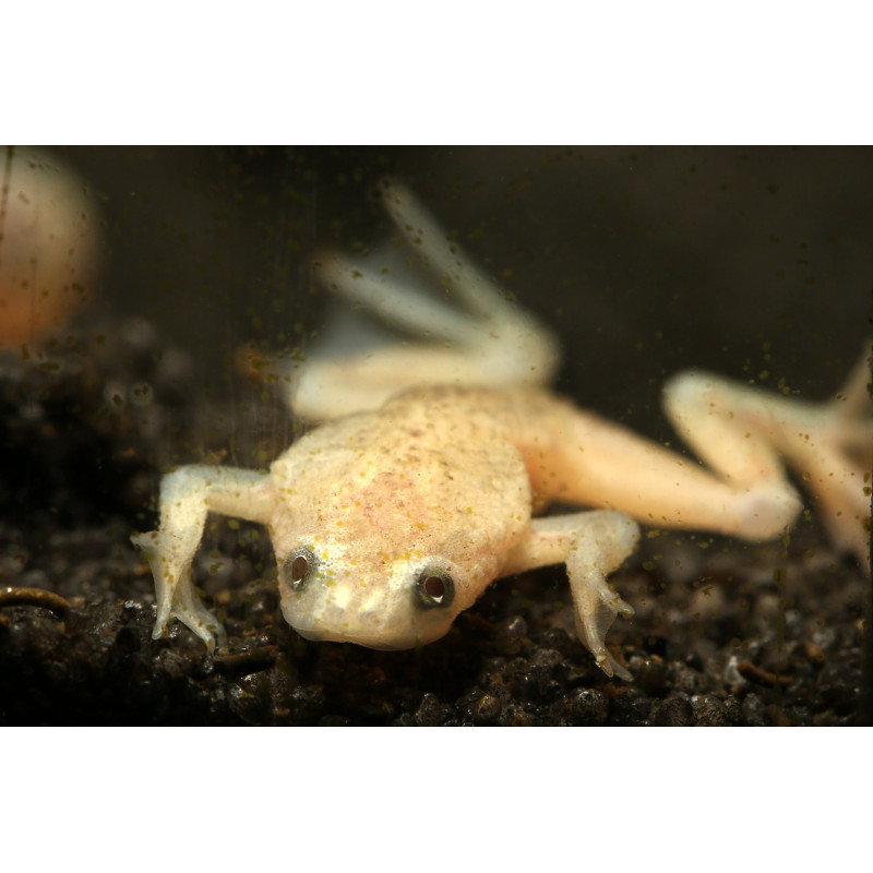 Hymenochirus sp. - Golden African dwarf frog