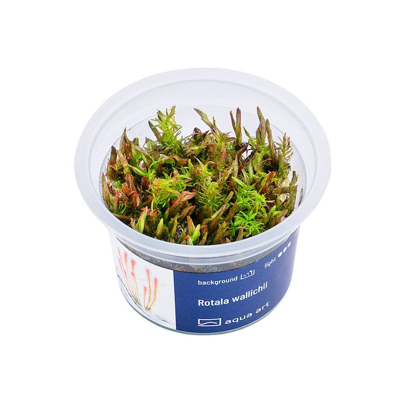 Rotala Wallichii