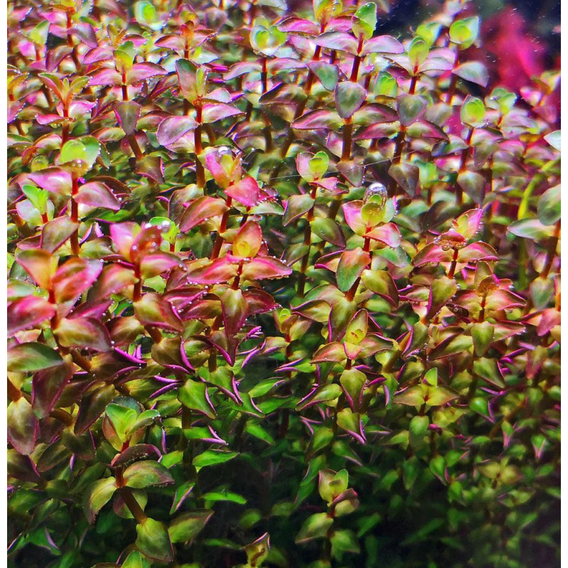 Rotala sp. Pearl