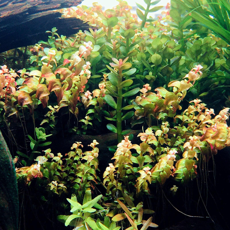 Rotala sp. Pearl