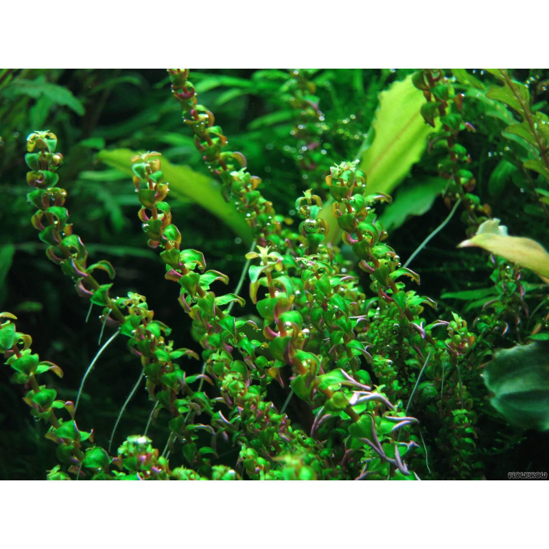 Rotala sp. Pearl