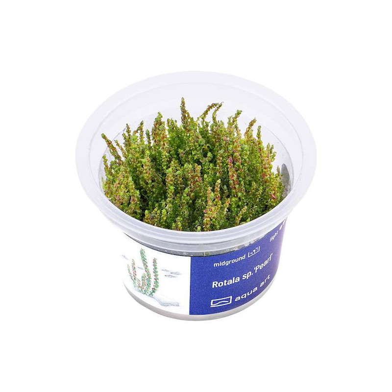 Rotala sp. Pearl