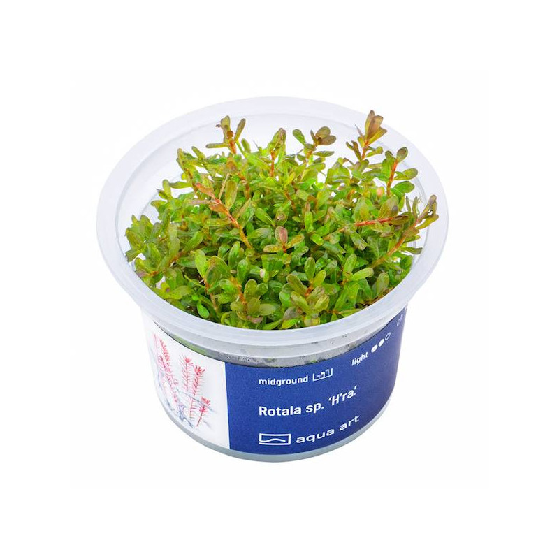 Rotala rotundifolia 'Vietnam H'ra'