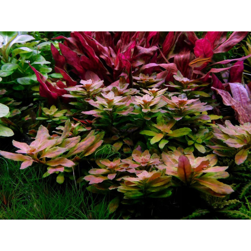 Ludwigia sphaerocarpa 'Pilosa'