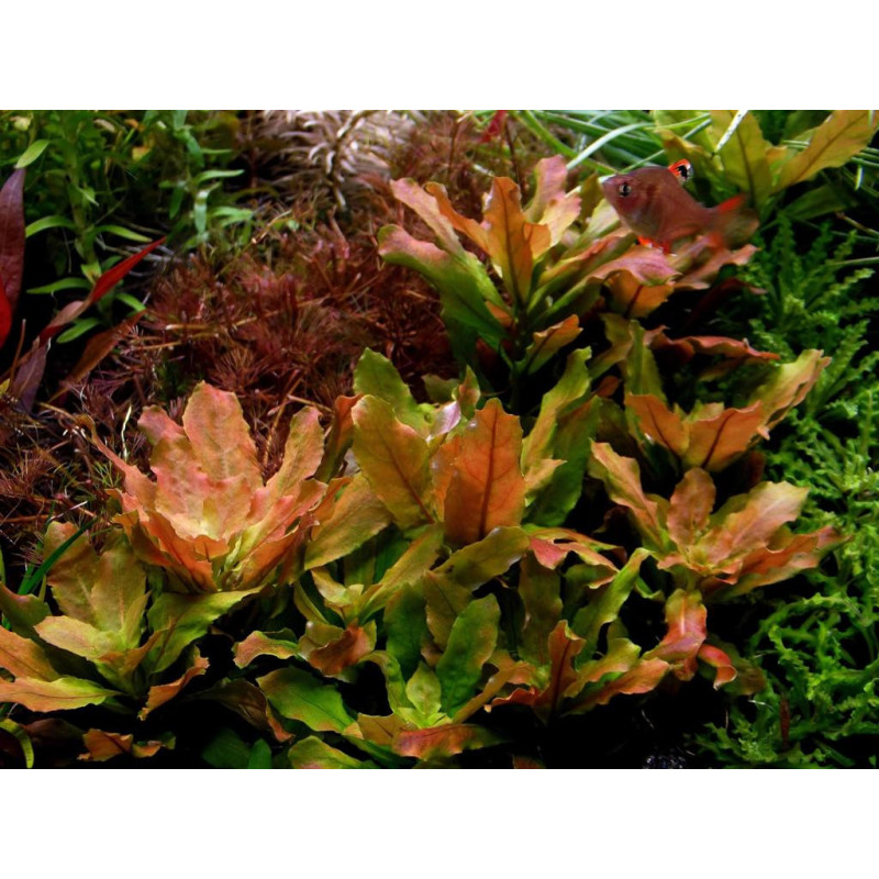 Ludwigia sphaerocarpa 'Pilosa'